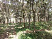 3 acre 65 cent land for sale at Wayanad