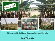 13 acre paddy field and 4 acre coffee land for sale at Panamaram