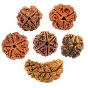  Can we wear only one bead of 1 Mukhi Rudraksha?
